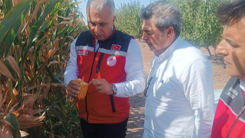 Hatay’da mısır tarlaları incelendi