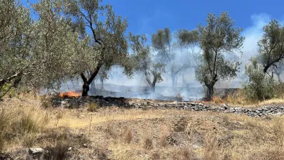 Balıkesir'de zeytinlik yangını
