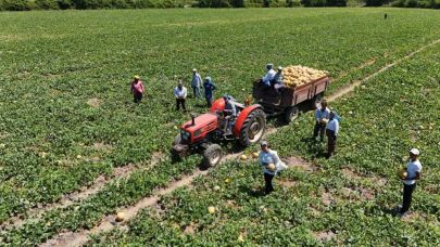Bafra Ovası’nda kavun ve karpuz hasadı hız kazandı