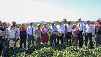 Sındırgı’da Vali İsmail Ustaoğlu kornişon hasadına katıldı