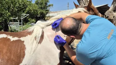 Söke’de tek tırnaklı hayvanlara ruam taraması yapıldı