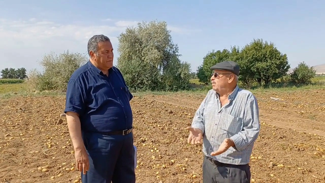 Patates üreticisi: Ürünü satamadık tarlada kurtlanmak üzere