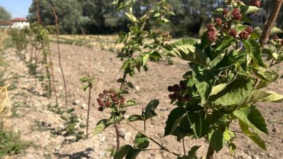 Dumlupınar’da böğürtlen fideleri ilk meyvelerini verdi