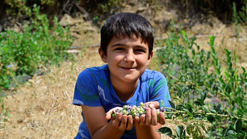 İzmir’in yaban mersini fidanları ilk meyvelerini verdi