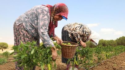 Silivri Belediyesi'nde yazlık sebze hasadı devam ediyor
