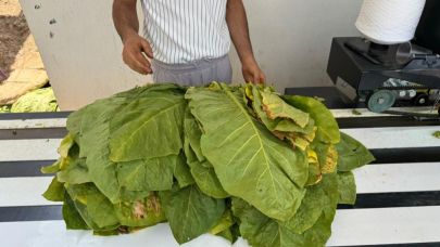 Siirt'te tütün hasadı başladı