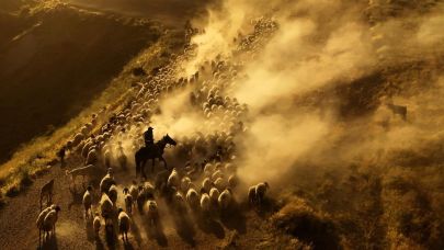Sürülerin tozlu yolculuğu havadan görüntülendi