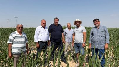 Mısır üreticisi hem kuraklıktan hem fiyatlardan dertli