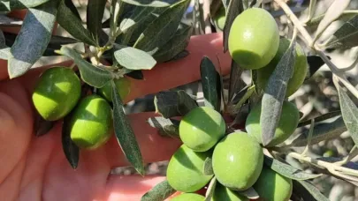 Manisa’da zeytin sineğine karşı ilaçlama çağrısı