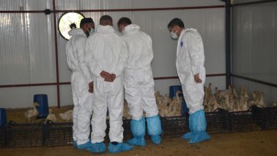 Bulanık'ta "Kaz Yetiştiriciliği" projesi