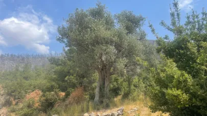 700 yıllık zeytin ağacı alevlere meydan okudu