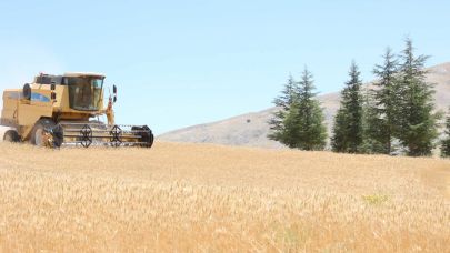 Halk Ekmek için buğday hasadı başladı