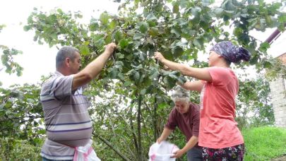 Giresun'da fındık hasadı başladı
