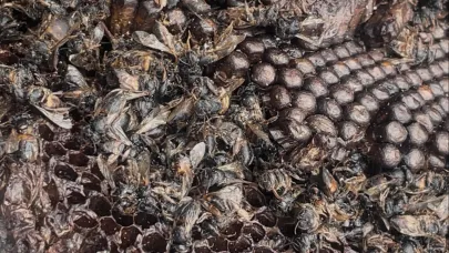 Milyonlarcası ateşe koştu bir daha geri dönmedi