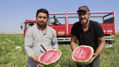 Yozgat'ta karpuz hasadı yeni başladı