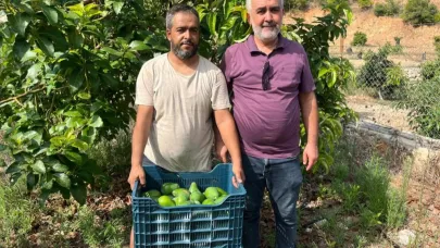 Alanya'da erkenci Clifton cinsi avokado hasadı başladı