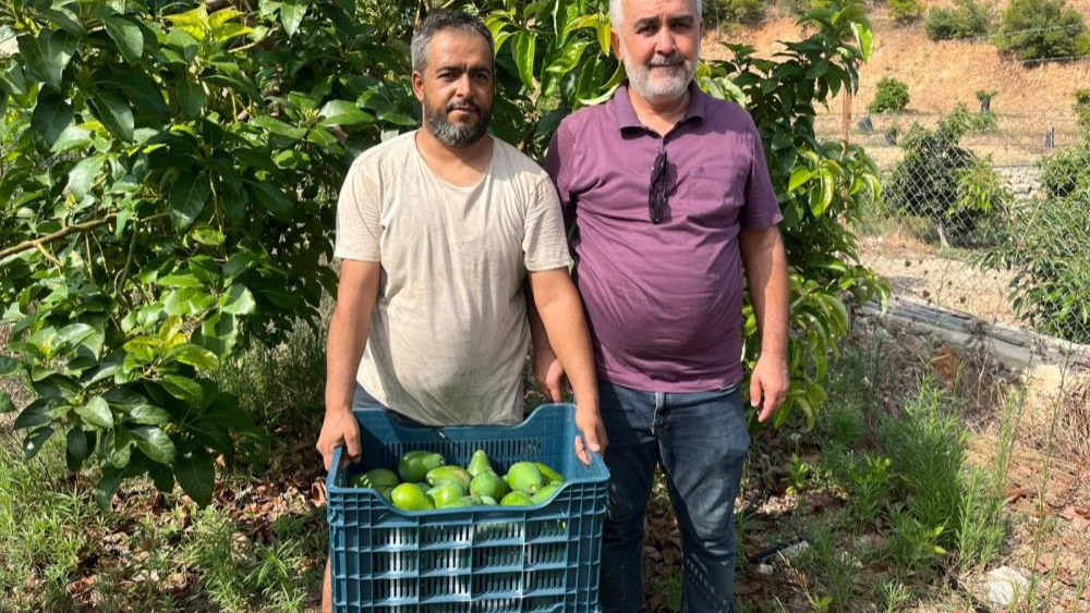 Alanya'da erkenci Clifton cinsi avokado hasadı başladı