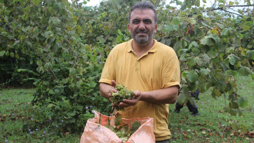 Yeşil altın fındıkta hasat başladı