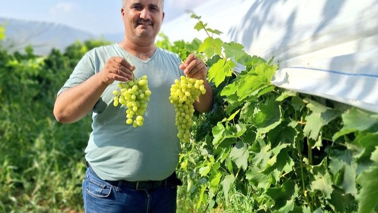 Sultaniye üzüm sezonu açıldı