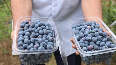 Ordu’da mavi yemiş üretimi yüz güldürüyor