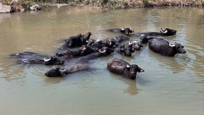 Sıcaktan bunalan mandalar çareyi Kızılırmak'ta buldu