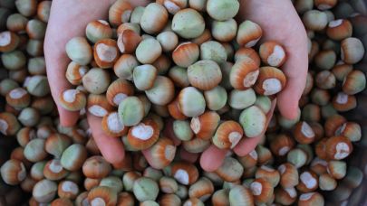 Fındık fiyatında rekor seviyeler bekleniyor