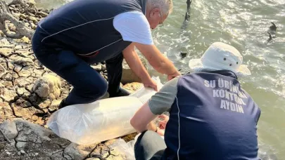 Kemer Barajı’na 600 bin adet sazan yavrusu bırakıldı