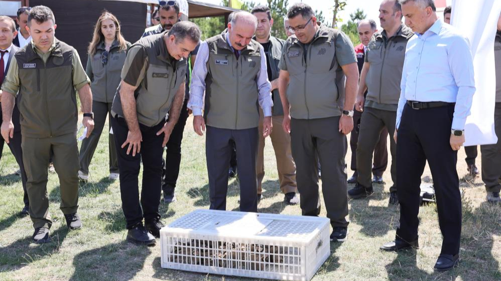 Çorum'da 120 kınalı keklik doğaya salındı