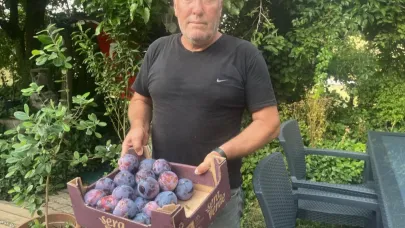 Denizli'deki eriklerin büyüklüğü dikkat çekiyor