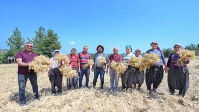 Atalık tohum desteğiyle üretilen nohutlar hasat edildi