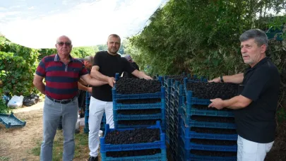 Böğürtlenin merkez üssünde hasat başladı