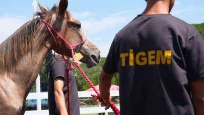 TİGEM tay satışı ve koşulardan 500 milyon lira bekliyor