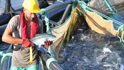 Başrolünde "500 milyon dolarlık somon"un olduğu film çekildi