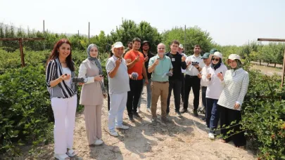 NÖHÜ’de böğürtlen hasadı başladı