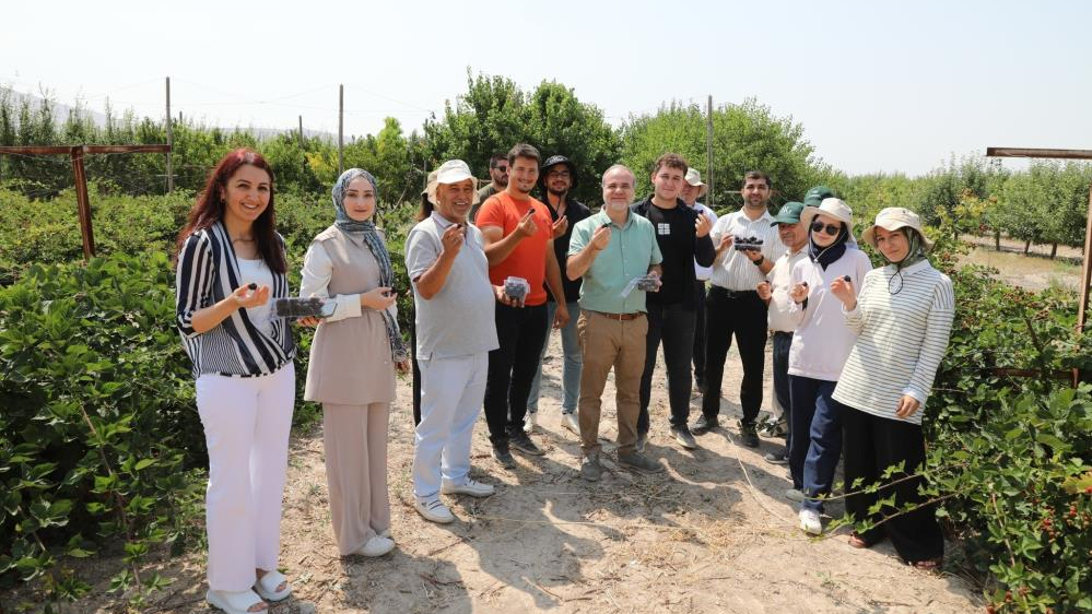 NÖHÜ’de böğürtlen hasadı başladı