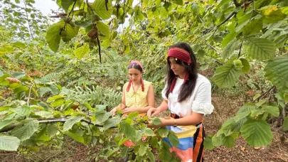 Trabzon'da Arsin Foşa fındığının hasadı başladı