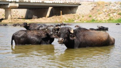 Muş'ta mandalar şap hastalığına karşı suda yüzdürülüyor