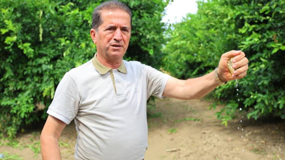 Limonda fiyatı düşürecek hasat başladı