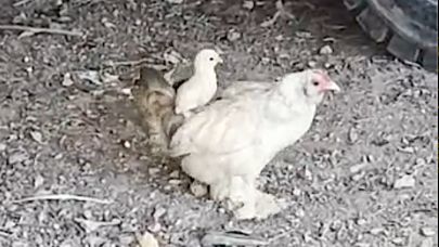 Anne sırtında keyifli gezinti
