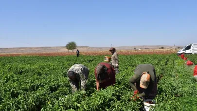 Kadınların biber mesaisi başladı
