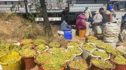 Buldan'da üzüm bağlarında hasat başladı