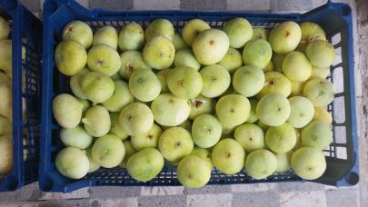 İncir üreticisinin yüzü güldü