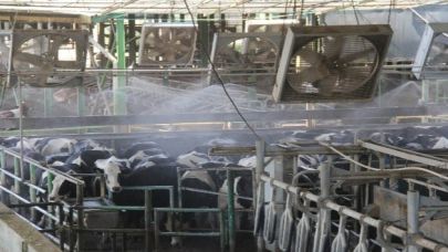 "Sıcaklarda süt sığırlarına duş aldırın" önerisi