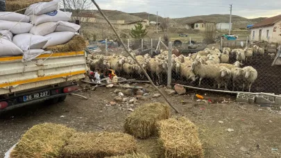 Bursa Büyükşehirin aşı ve yem desteği başvuruları başladı