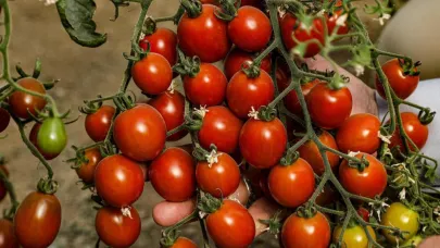 Van’da ata tohum ile elde edilen ürünlerin hasadı yapıldı