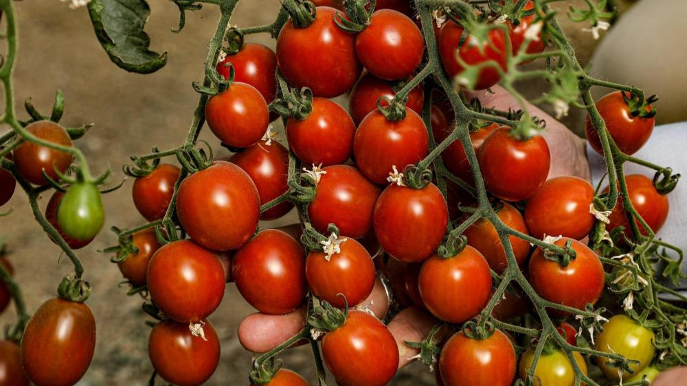 Van’da ata tohum ile elde edilen ürünlerin hasadı yapıldı