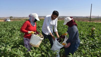 Gaziantep'te domates, patlıcan ve biber hasadı başladı