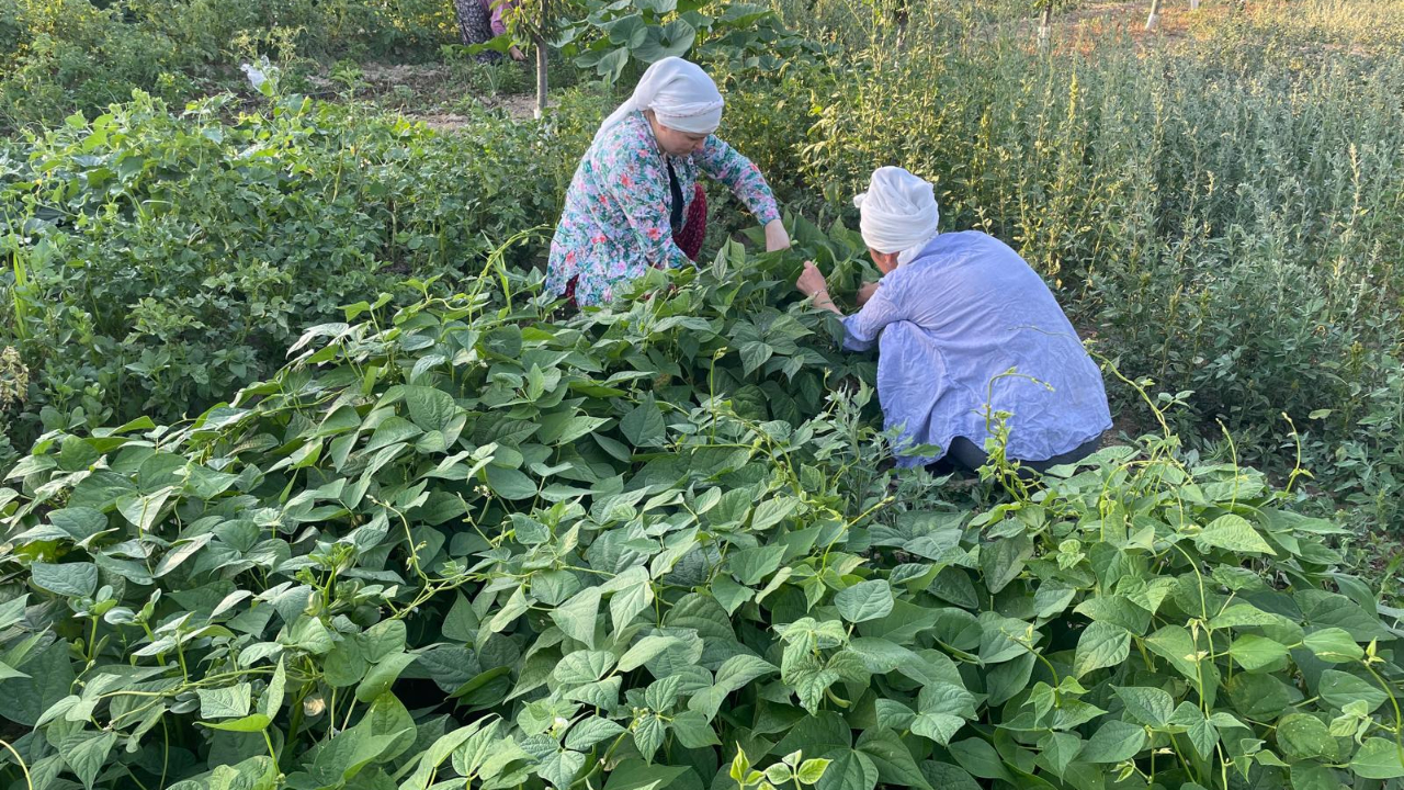 Tarımda üretici fiyatları yıllık yüzde 44,32 arttı