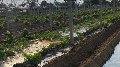 Kışlık sebzeler toprakla buluşuyor