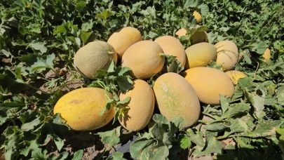 Adilcevaz'da kavun hasadı sofraları tatlandırıyor